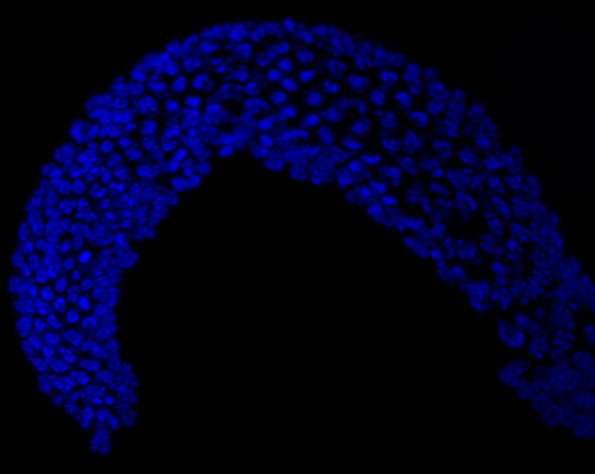 C. elegans germline stained with DAPI