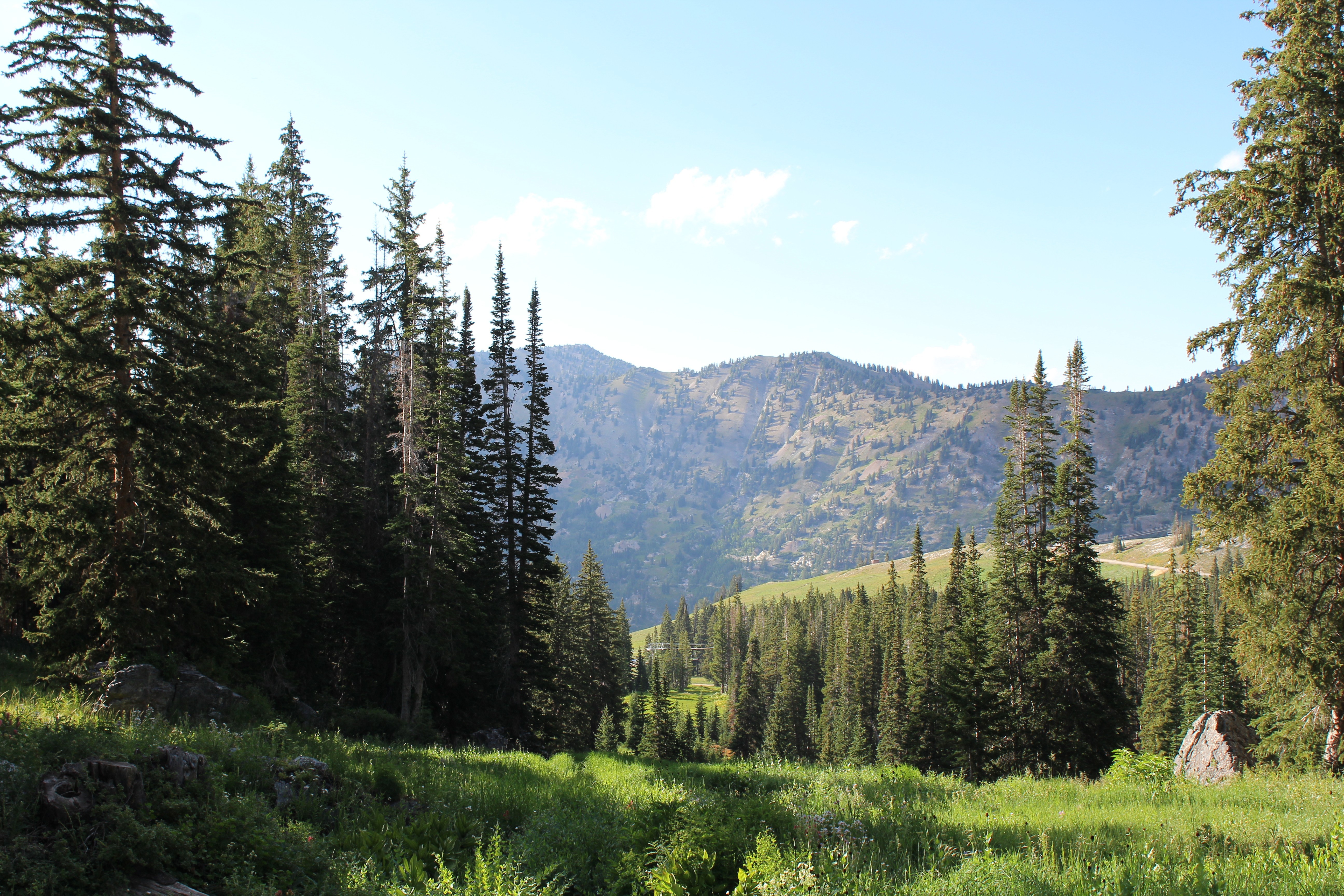 A view from a trail